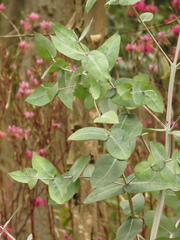 Eucalyptus globulus