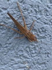 Pyrgocorypha uncinata