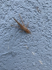 Pyrgocorypha uncinata