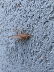 Pyrgocorypha uncinata