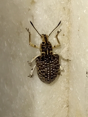 Cydianerus latruncularius