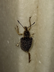 Cydianerus latruncularius