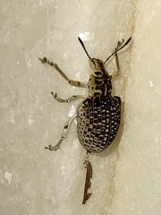 Cydianerus latruncularius