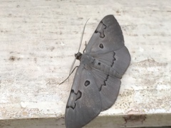 Hypochrosis sternaria