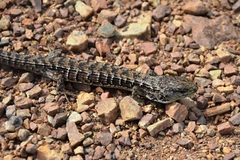 Elgaria coerulea coerulea