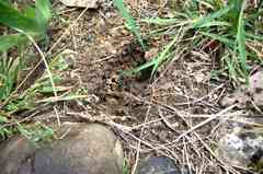 Camponotus intrepidus