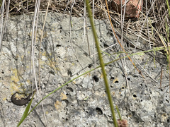 Pseudemoia pagenstecheri