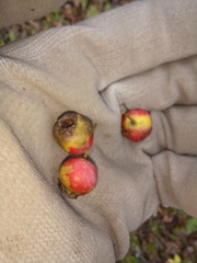 Crataegus pruinosa