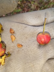 Crataegus pruinosa