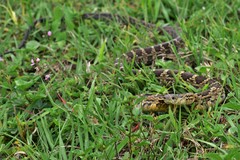 Palusophis bifossatus