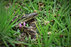 Palusophis bifossatus
