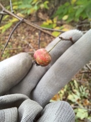 Crataegus pruinosa