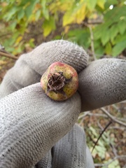 Crataegus pruinosa