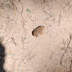 Lasiommata schakra