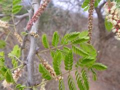 Senegalia burkei