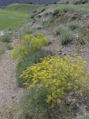 Bilacunaria microcarpos