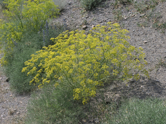 Bilacunaria microcarpos