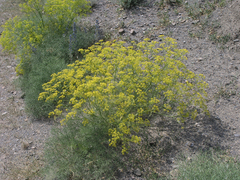 Bilacunaria microcarpos