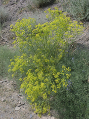 Bilacunaria microcarpos