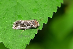 Thysanoplusia daubei