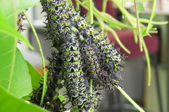Gonimbrasia zambesina