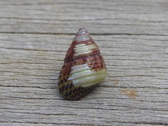 Prothalotia pulcherrima