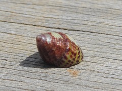 Prothalotia pulcherrima