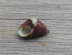 Prothalotia pulcherrima