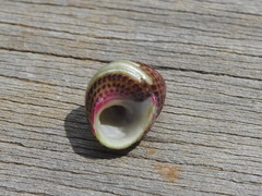 Prothalotia pulcherrima