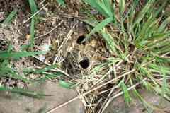 Camponotus intrepidus