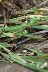 Camponotus intrepidus