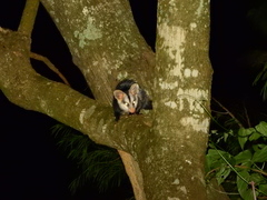 Didelphis albiventris