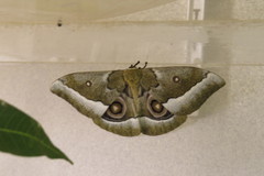 Gonimbrasia zambesina