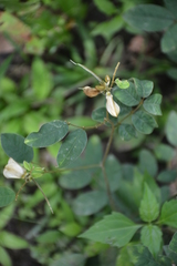 Oxalis barrelieri
