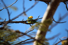 Eupsittula pertinax xanthogenia