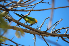 Eupsittula pertinax xanthogenia