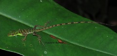 Anolis ventrimaculatus