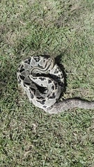 Crotalus culminatus