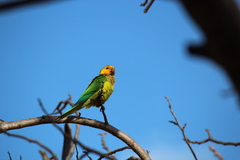 Eupsittula pertinax xanthogenia