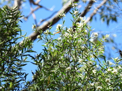 Leptospermum whitei