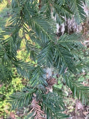 Sequoia sempervirens