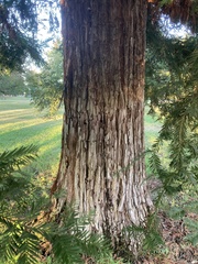 Sequoia sempervirens