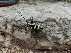 Anoplophora horsfieldii