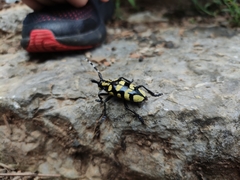 Anoplophora horsfieldii