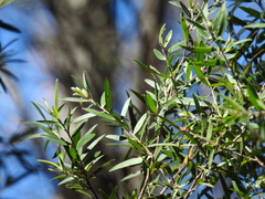 Leptospermum whitei
