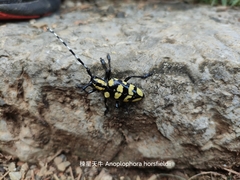 Anoplophora horsfieldii
