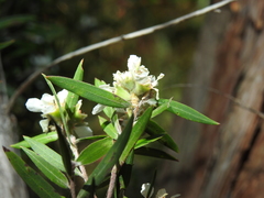 Leptospermum whitei