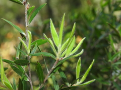 Leptospermum whitei