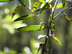Leptospermum whitei