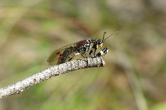 Calomantispa venusta